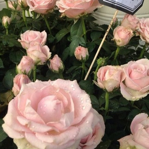 广东东莞一级毛片免费
